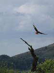 SX16196 Red Kite (Milvus milvus) taking off from tree trunk.jpg